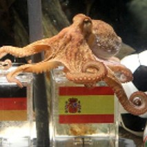 Deutschland » Krake Paul ist tot Deutschland » Krake Paul ist tot