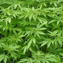 Umfrage » Mehrheit gegen Legalisierung von Marihuana Umfrage » Mehrheit gegen Legalisierung von Marihuana