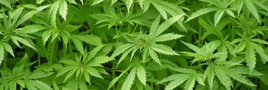 Gesundheit » Cannabisagentur kontrolliert Anbau Gesundheit » Cannabisagentur kontrolliert Anbau