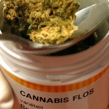 Drogenkonsum » Jeder zweite Arzt für Legalisierung von Cannabis Drogenkonsum » Jeder zweite Arzt für Legalisierung von Cannabis